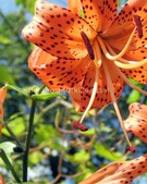 Анкета проститутки Анна - метро Ясенево, возраст - 34